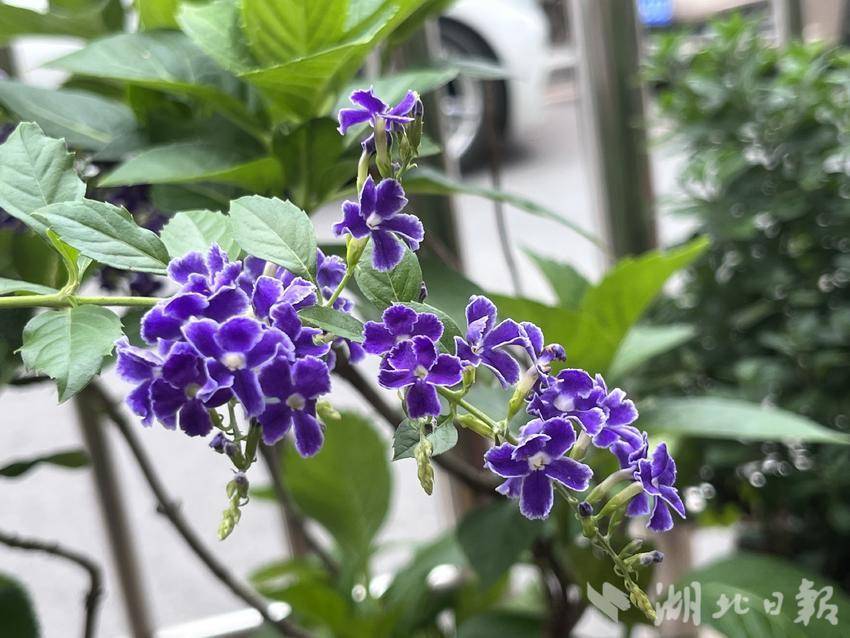 白菜转运